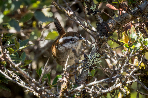 Timberline Wren (Thryorchilus browni), photo 9