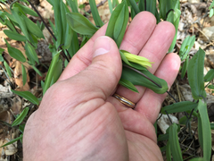 Uvularia perfoliata