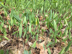 Uvularia perfoliata