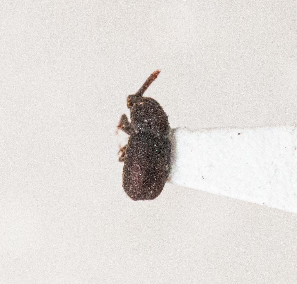 Cactopinus