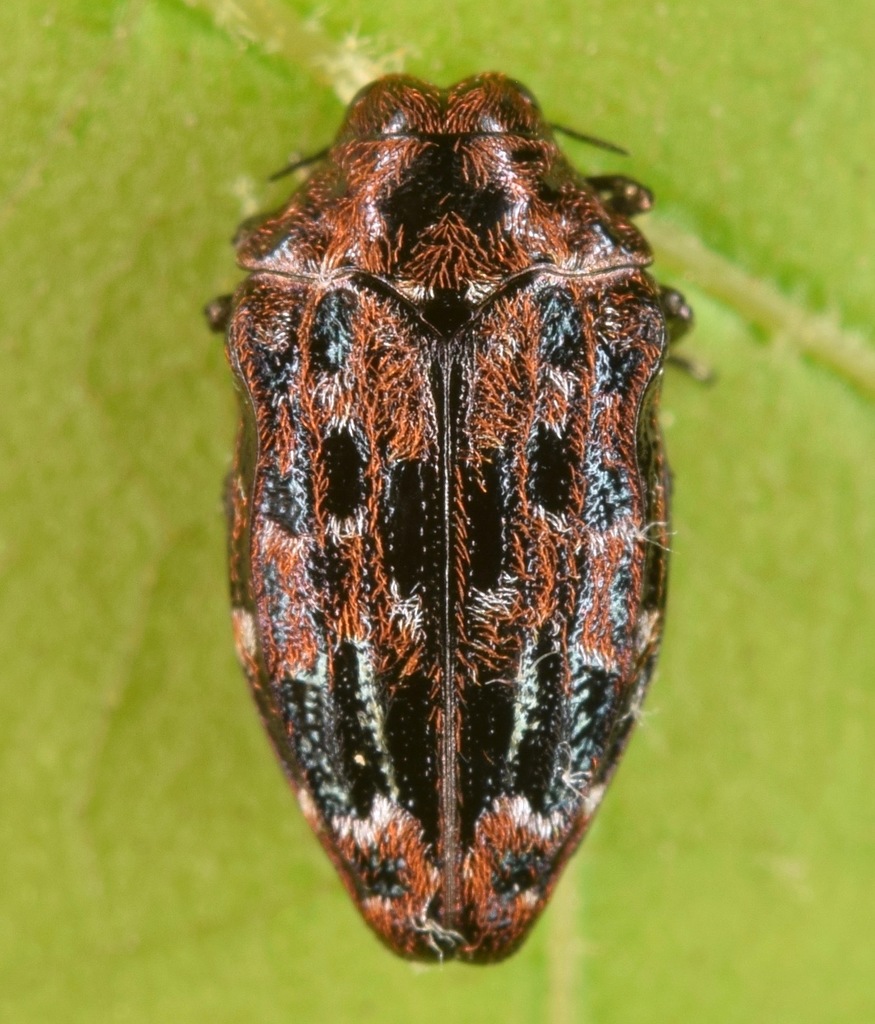 Oval Jewel Beetle