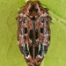 Brachys ovatus - Photo (c) skitterbug,  זכויות יוצרים חלקיות (CC BY), הועלה על ידי skitterbug
