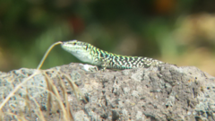 Podarcis siculus siculus