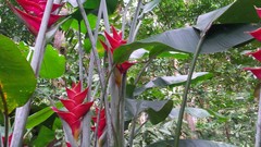 Heliconia caribaea