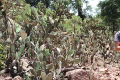 Opuntia