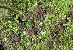 Hesperochiron pumilus