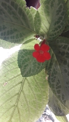 Episcia cupreata