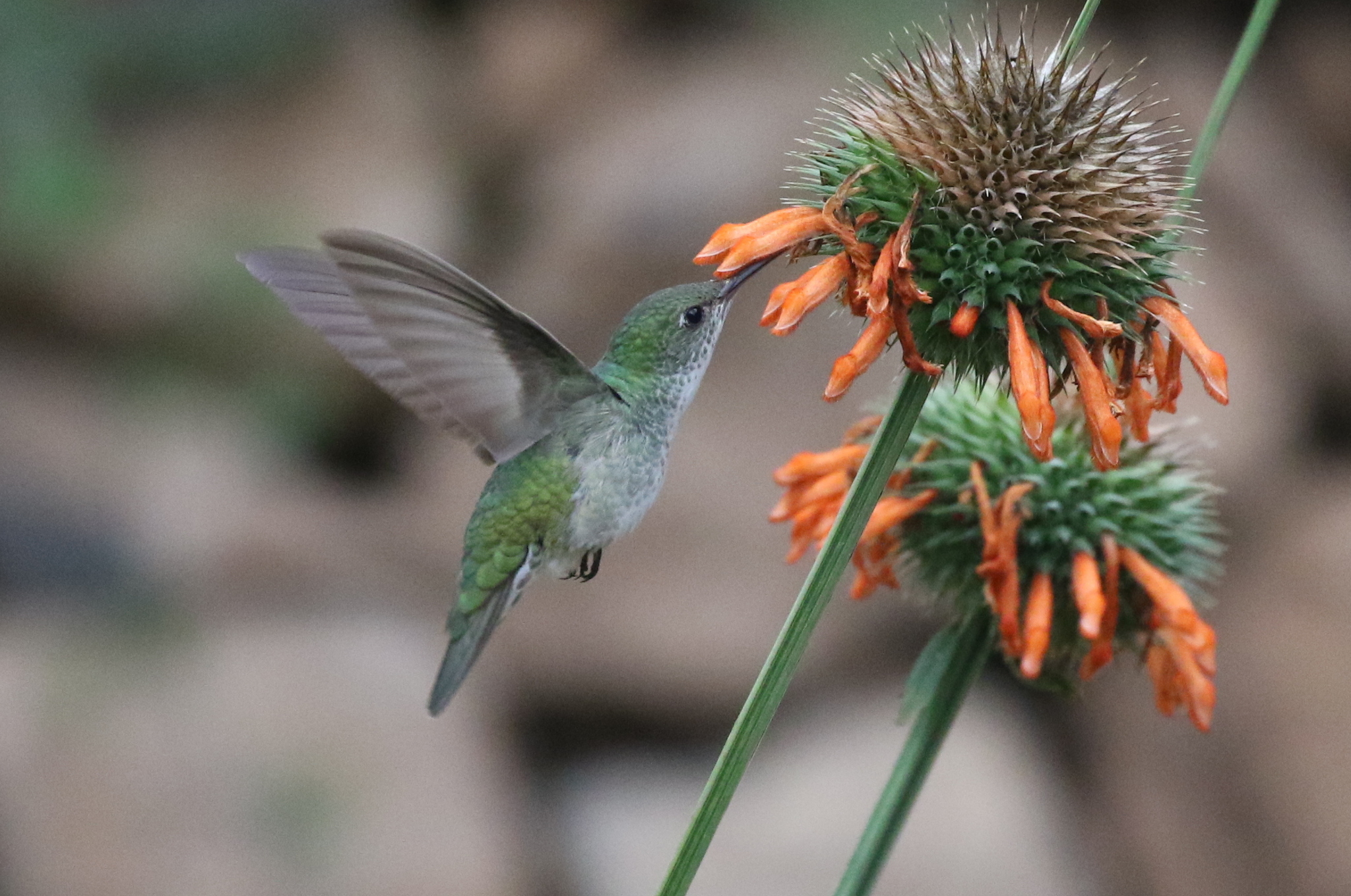 Green-and-white Hummingbird (Elliotomyia viridicauda), photo 2