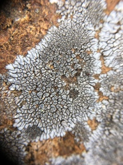Dimelaena