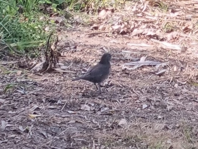 Eurasian Blackbird from West End, Palmerston North, New Zealand on ...