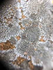 Dimelaena