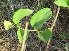 Smilax anceps