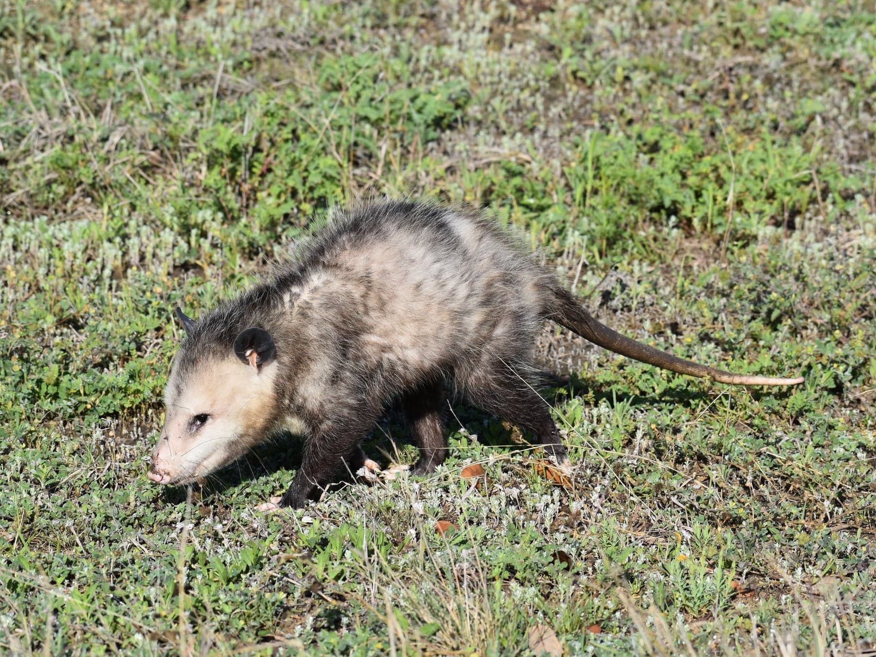 Didelphis virginiana<br>22 March, 2024