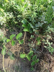 Smilax anceps