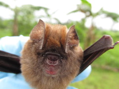 Hipposideros ruber