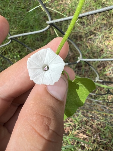Image of Ipomoea plebeia by (c) Lucas Christofides, some rights reserved (CC BY)
