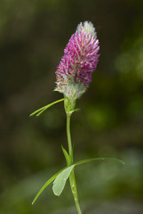 Trifolium rubens