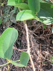 Smilax anceps