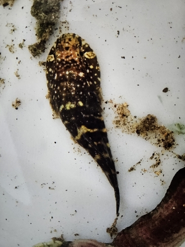 Tepalcate clingfish (Gobiesox pinniger) — Gobiesocidae