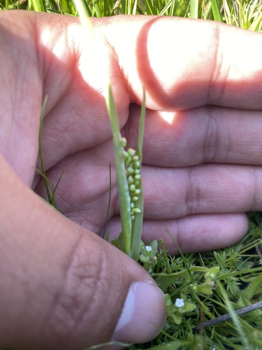 iNaturalist observation photo of Pooideae