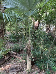 Leucothrinax morrisii