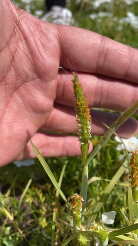 iNaturalist observation photo of short-awn foxtail