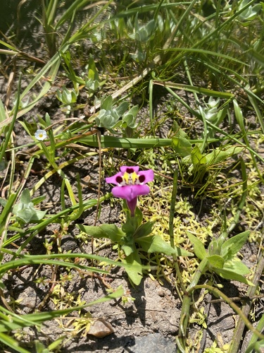 iNaturalist observation photo of tricolor monkeyflower