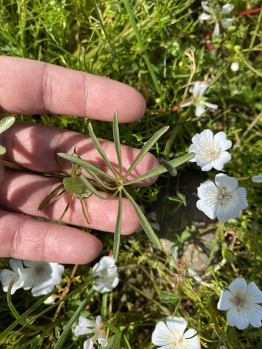 iNaturalist observation photo of vernal pool checkerbloom