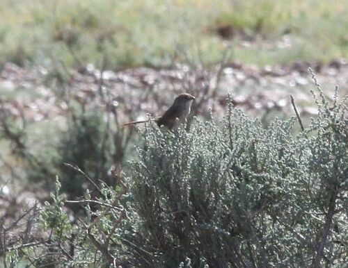 Thick-billed Grasswren (Amytornis modestus), photo 4