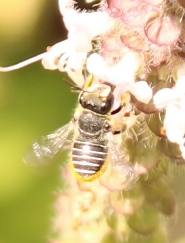 African Carder Bee from Smiths Lake NSW 2428, Australia on March 23 ...
