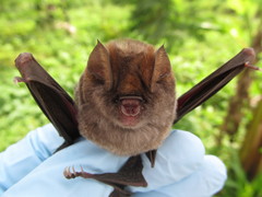 Hipposideros ruber