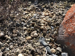 Oryctolagus cuniculus cuniculus