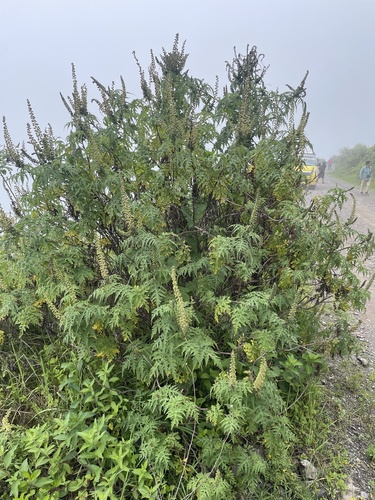 Ambrosia arborescens (Ambrosia arborescens)