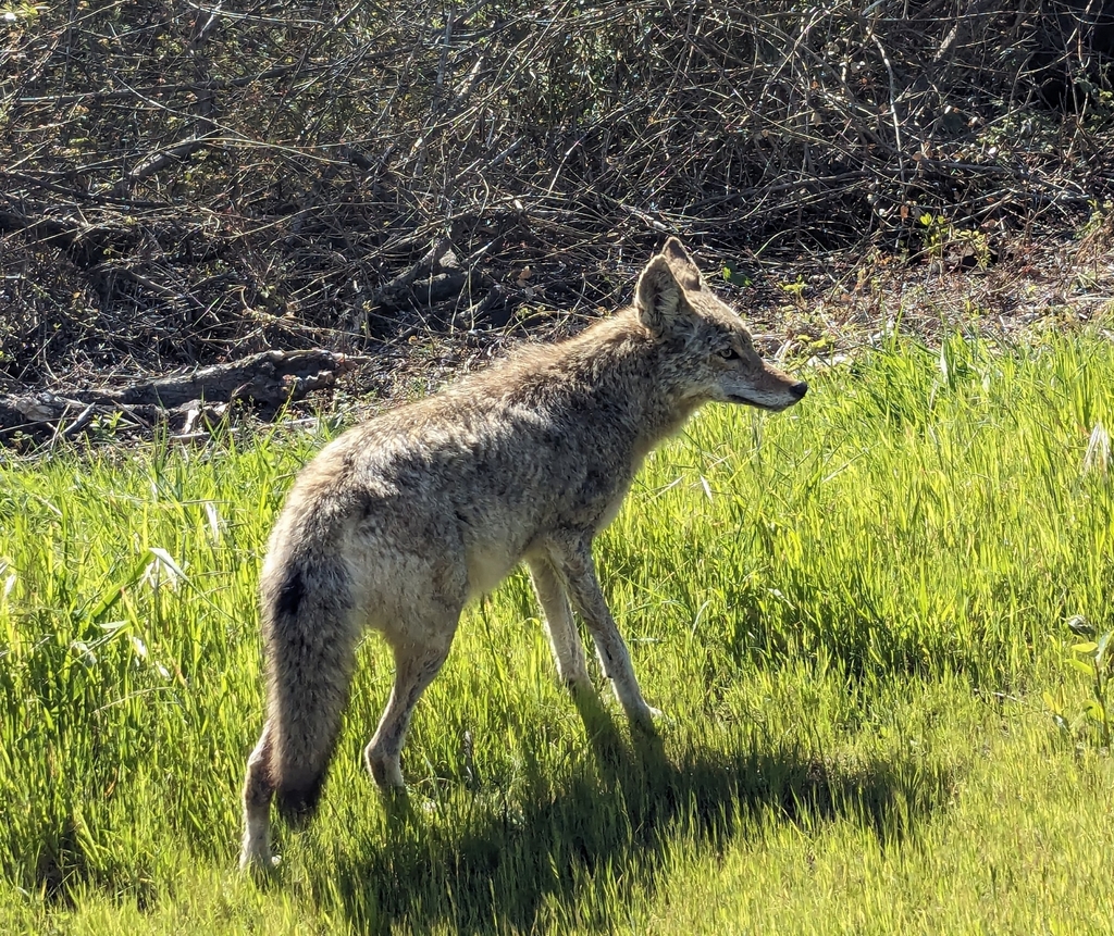 Coyote from Point Reyes Station, CA 94956, USA on March 19, 2024 at 03: ...