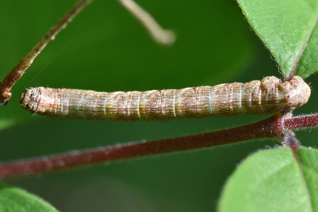 Common Gray from North Arlington, Arlington, TX, USA on March 15, 2024 ...