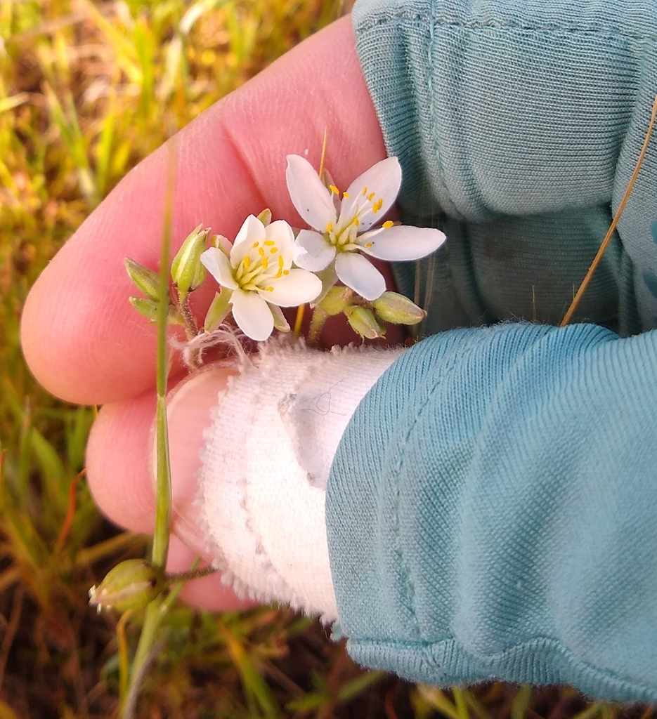 long styled sand spurrey in March 2024 by John Kenny · iNaturalist