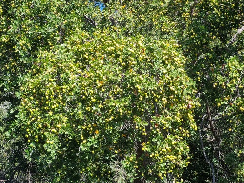 Cryptocarya alba