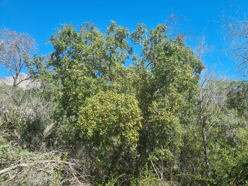 Cryptocarya alba