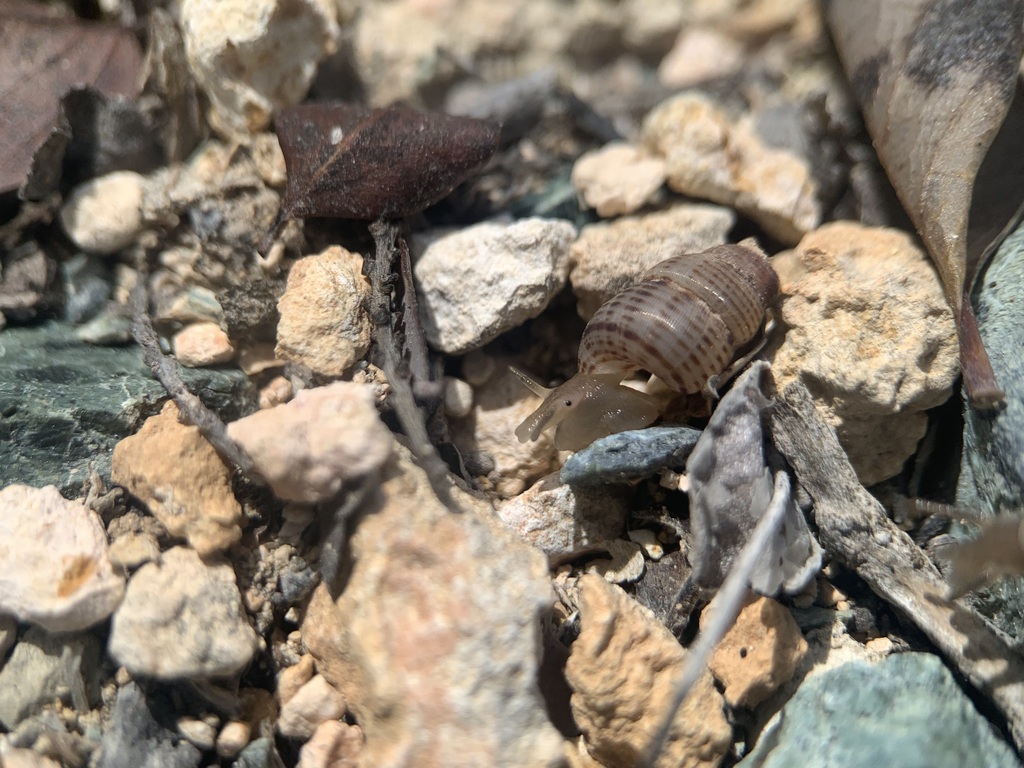 Parachondria graminosa