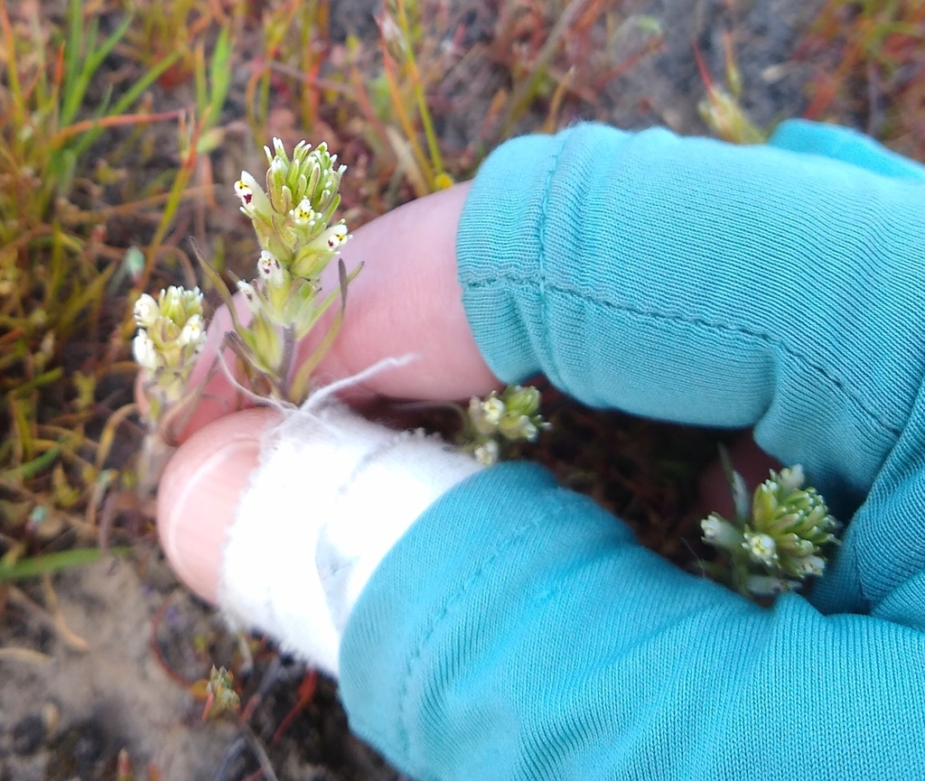 valley tassels in March 2024 by John Kenny · iNaturalist