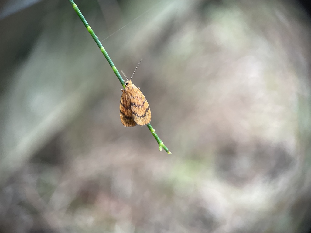 Cyme structa from Hunter Wetlands National Park, Kooragang, NSW, AU on ...