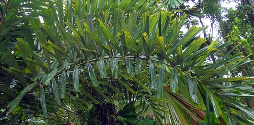 Image of Normanbya normanbyi by (c) Kai Squires, some rights reserved (CC BY)