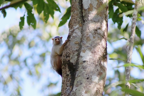 Black-headed Marmoset (Mico nigriceps) — Near Threatened Mammalia