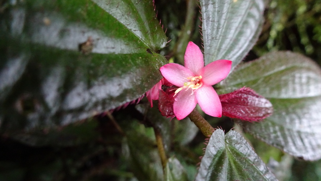 Triolena hirsuta