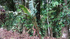 Heliconia pogonantha image