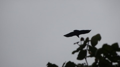 Coragyps atratus image