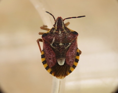 Codophila varia