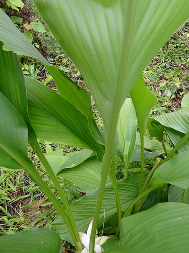 Image of Curcuma australasica by (c) Kai Squires, some rights reserved (CC BY)