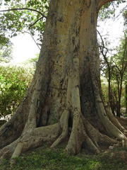 Ficus sur