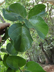 Ficus sur
